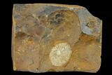 Fossil Winged Walnut (Juglandaceae) Fruit - North Dakota #133022-1